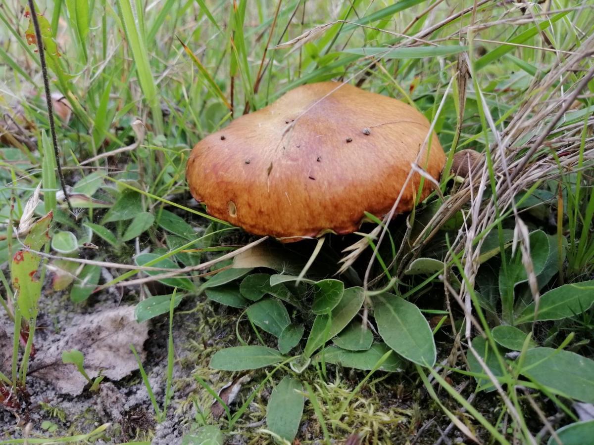 Agroturystyka Wiski 66 Zewnętrze zdjęcie